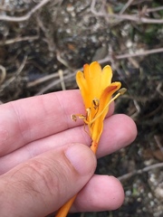 Lonicera hildebrandtiana
