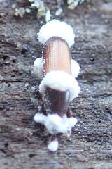 Mesites pallidipennis