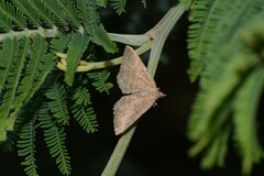 Chrysolarentia orthropis