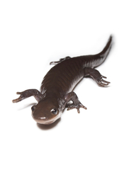 Ambystoma jeffersonianum