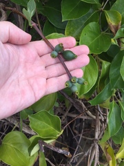 Lonicera hildebrandtiana