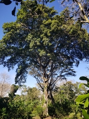 Ficus obtusifolia