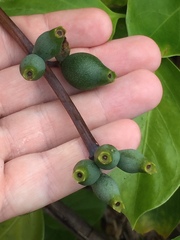 Lonicera hildebrandtiana