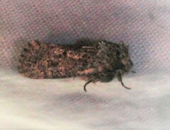 Acrolophus arcanella