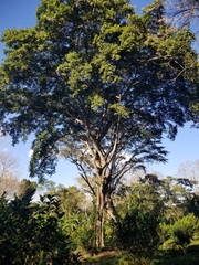 Ficus obtusifolia