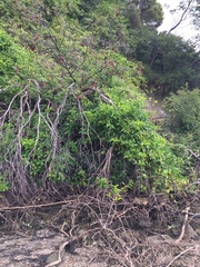 Lonicera hildebrandtiana