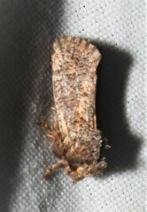 Acrolophus arcanella