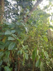 Miconia subcrustulata