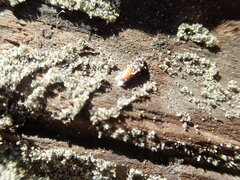 Mesites pallidipennis
