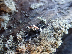 Mesites pallidipennis