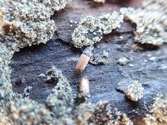 Mesites pallidipennis