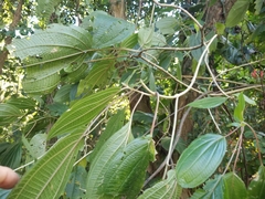 Miconia subcrustulata
