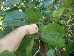 Miconia subcrustulata
