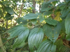Miconia subcrustulata
