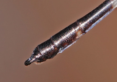 Devadatta