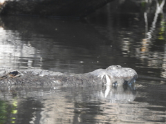 Crocodylus acutus