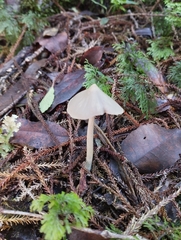 Entoloma canoconicum