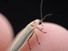 Photinus marginellus