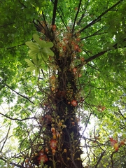 Couroupita guianensis