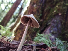Entoloma canoconicum