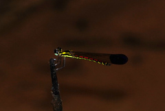 Sundacypha petiolata