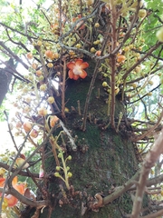 Couroupita guianensis