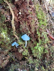 Entoloma hochstetteri