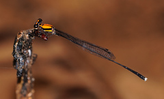 Prodasineura dorsalis