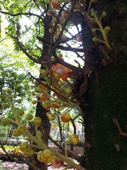 Couroupita guianensis