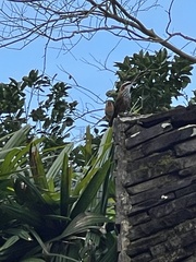 Pomatorhinus musicus