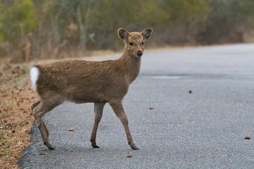Sika Deer photographed in Virginia