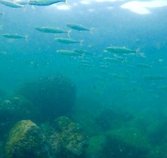 Scomberomorus sierra