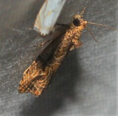 Olethreutes furfuranum