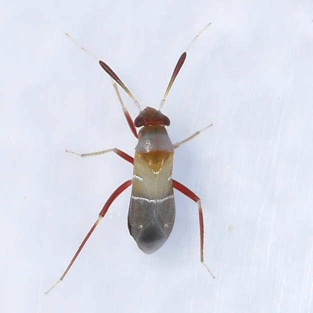 Pilophorus piceicola