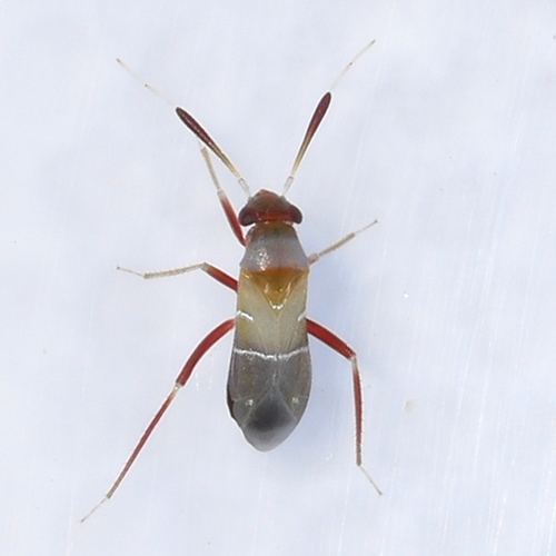 Pilophorus piceicola
