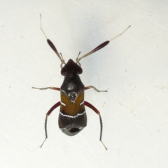 Pilophorus