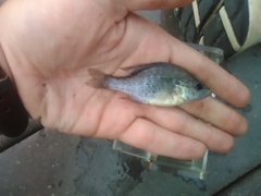 Lepomis humilis