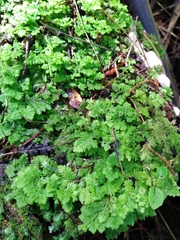 Trichocolea mollissima