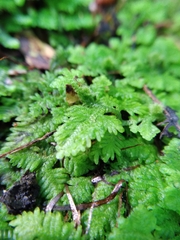 Trichocolea mollissima