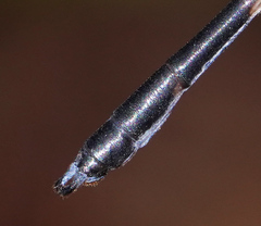 Devadatta