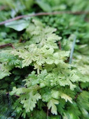 Trichocolea mollissima