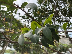 Syzygium formosanum