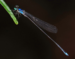 Coeliccia nigrohamata