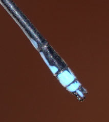 Coeliccia nigrohamata