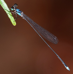 Coeliccia nigrohamata