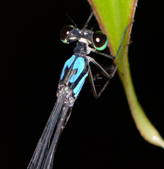 Coeliccia nigrohamata