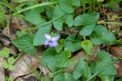 Viola missouriensis