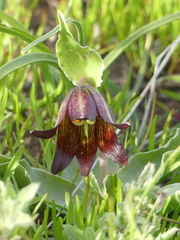 Fritillaria biflora