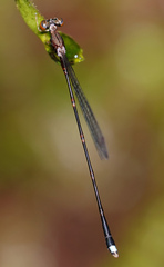 Protosticta versicolor