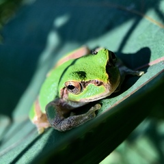 Hyla japonica